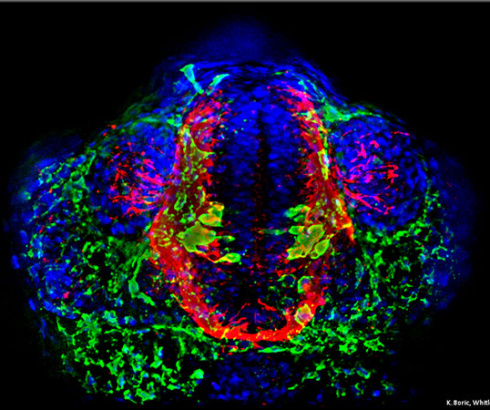 Pez zebra con distintos marcadores fluorescentes para diferentes neuronas
