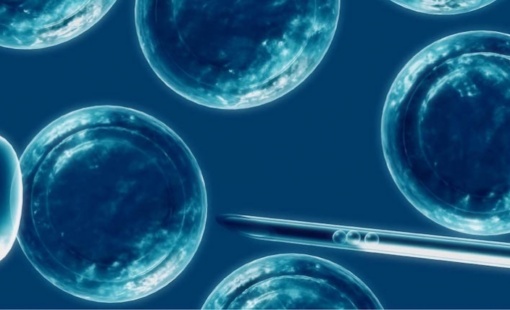 Los primeros trabajos que relatan la presencia de células “madre” en el cerebro datan de 1901. Desde entonces los científicos llevan ya más de 100 años intentando entender el proceso.