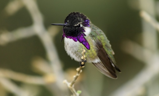 Calypte_costae_816x428