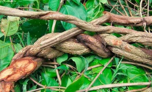 ayahuasca-liana_816x428 ayahuasca-liana_816x428