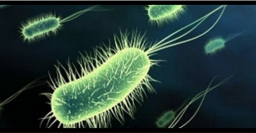 Bacterias mini Bacterias mini