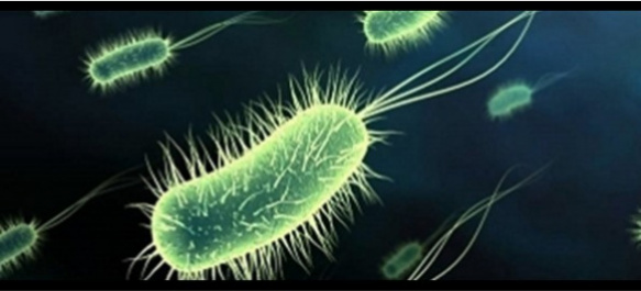 Bacterias mini