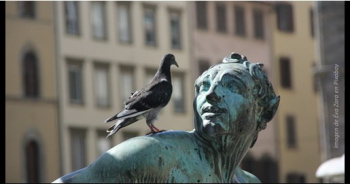 Pigeon Einstein LUNmin