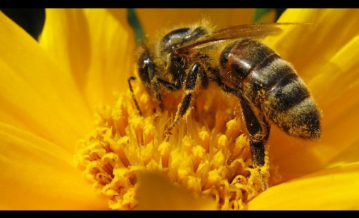 abeja-min