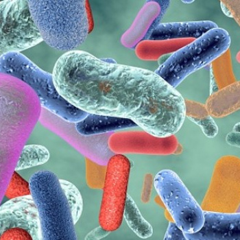 Científicos descubren posible relación entre desequilibro en la microbiota intestinal y el Alzheimer