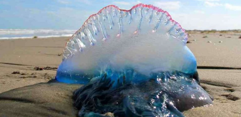 El peligro de confundir a las fragatas portuguesas con las medusas