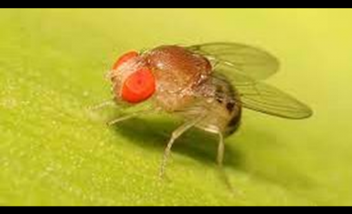 Mosca NN min Mosca NN min