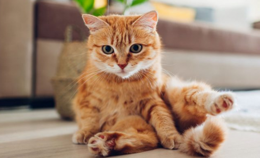 gato NN min gato NN min