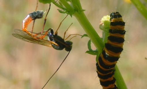 NNAvispasMin NNAvispasMin