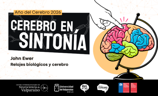 Cerebro en Sintonía-4