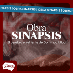 SINAPSIS
