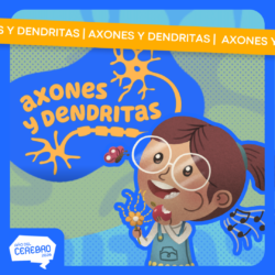 axonesy dendritas